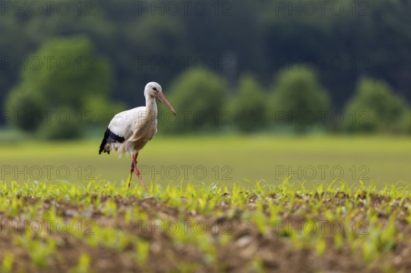White stork (Ciconia ciconia), farmland, Göggingen, Sigmaringen district, Baden-Württemberg,