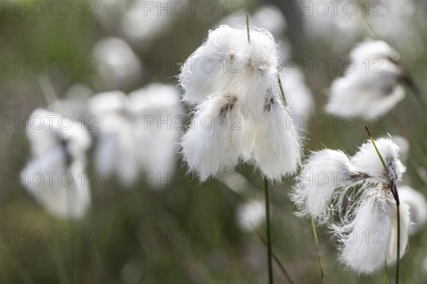 Common cottongrass (Eriophorum angustifolium), Emsland, Lower Saxony, Germany, Europe