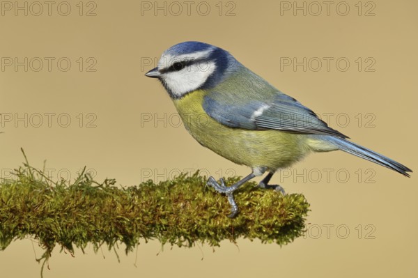 Blue tit (Parus caeruleus), sitting on moss-covered dead wood, Wilnsdorf, North Rhine-Westphalia,