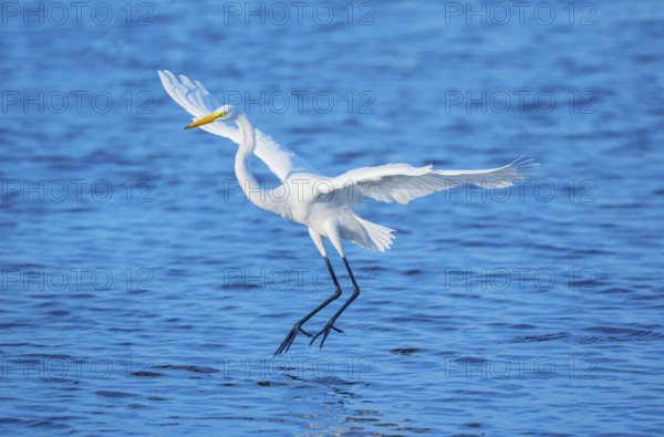 Great white egret (Ardea alba) in flight, Sanibel Island, J.N. Ding Darling National Wildlife