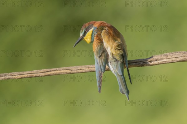 European bee-eater (Merops apiaster) on a branch during the breeding season in spring. Jechtingen,