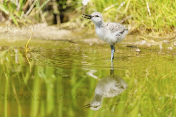 A young bird stands in the water, apparently singing, Avocet, (Recurvirostra avosetta), France,