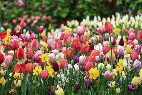 Different coloured tulips (Tulipa), colourful tulip bed, Keukenhof gardens, Lisse, Bollenstreek,