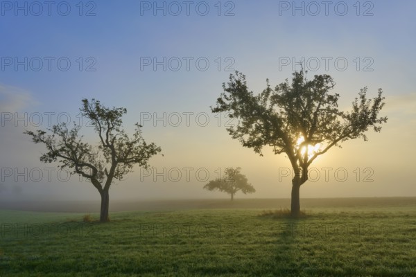 Three orchard trees illuminated by sunlight in a misty meadow landscape, Mönchberg, Miltenberg,