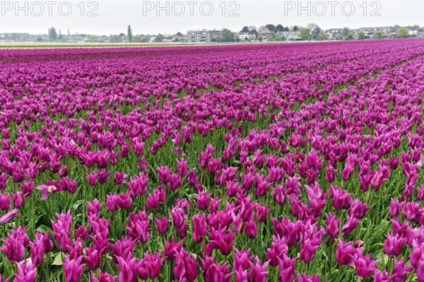 Pink tulips, dull spring weather, cloud cover, tulip field, Bollenstreek, South Holland,