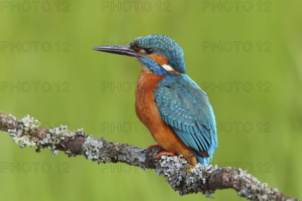 Kingfisher (Alcedo atthis), male sitting on a branch overgrown with lichen, Wildlife, Nature
