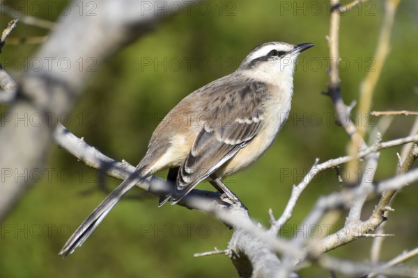 Close-up of a Campos mockingbird (Mimus saturninus), seen while birdwatching in Buenos Aires,