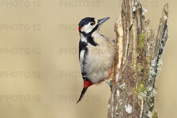 Great spotted woodpecker (Dendrocopos major), male, foraging on a tree stump overgrown with moss