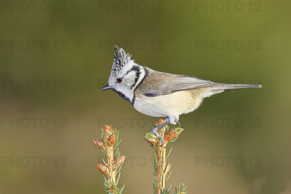 Crested Tit (Lophophanes scalloped ribbonfish), sitting on the top of a young spruce, European