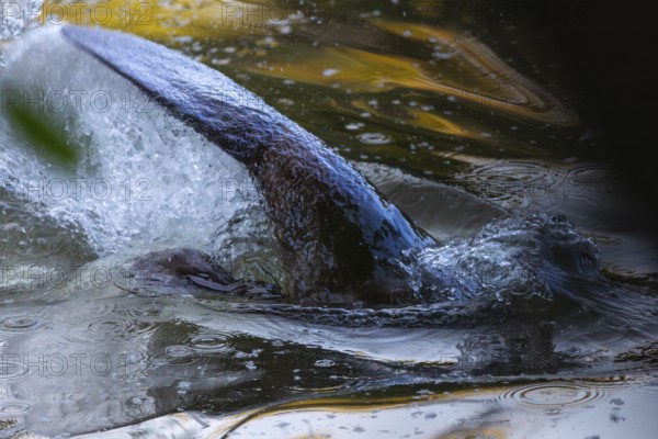 Beaver (Castor fibre), Kelle, Schussen, Eriskirch, Lake Constance, Baden-Württemberg, Germany,