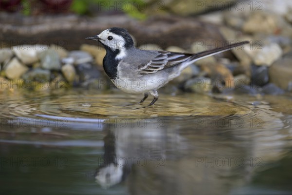 White wagtail (Motacilla alba), male bathing, biosphere reserve, Swabian Alb, Baden-Württemberg,