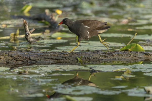 A bog hen (Gallinula chloropus) runs over a tree trunk to her chicks in her nest. Bas rhin, Alsace,