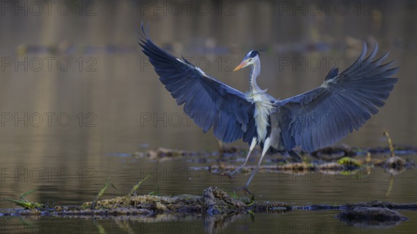 Grey heron (Ardea cinerea), adult heron landing on a water lily root, Neckar valley,