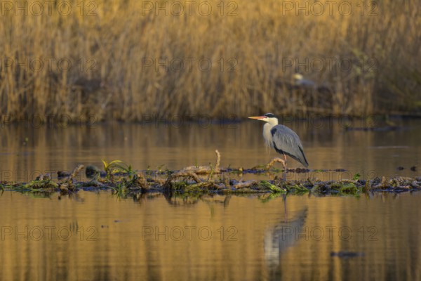Grey heron (Ardea cinerea), adult heron standing on a water lily root in the water, in front of a