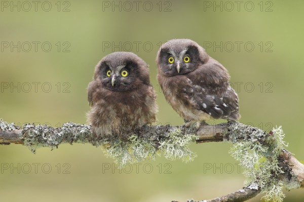 Great Horned Owl (Aegolius funereus), Two young birds perched on a larch branch, Wildlife, Nature