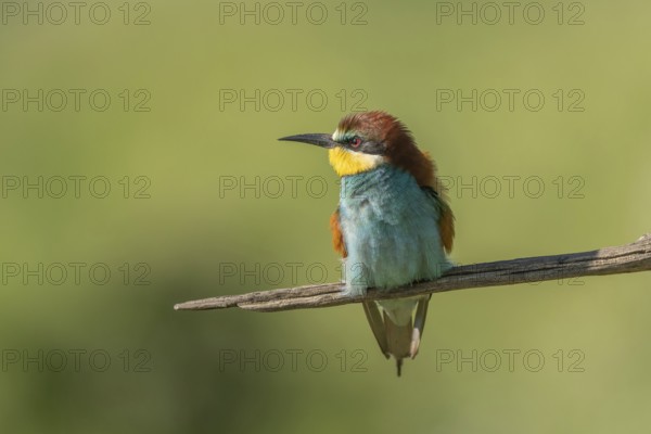European bee-eater (Merops apiaster) on a branch during the breeding season in spring. Jechtingen,
