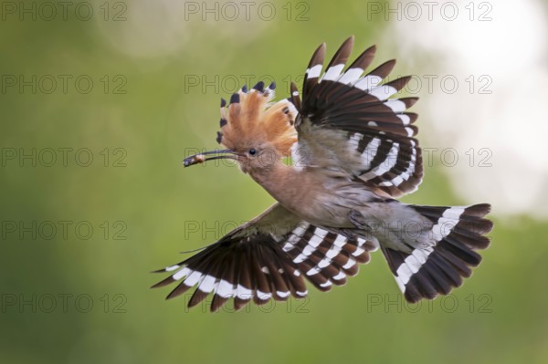 Hoopoe (Upupa epops) Bird of the Year 2022, male with food, prey, bridal gift, mating, courtship,