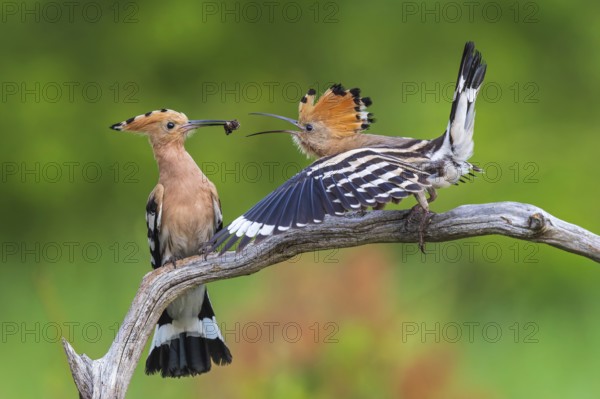 Hoopoe (Upupa epops) Bird of the Year 2022, male with food for his female, bridal gift, pair