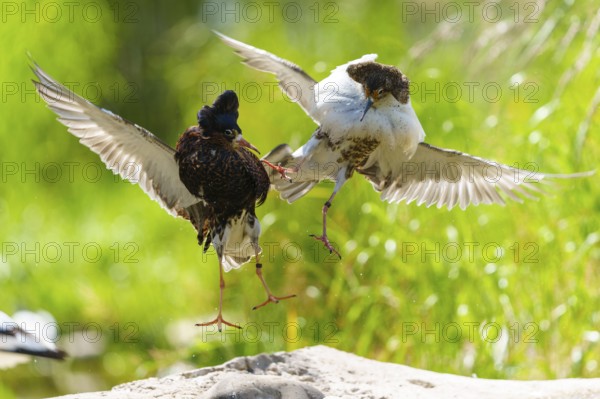 Two ruff flying together fighting, wings spread out over green grass, ruff (Calidris pugnax, syn.: