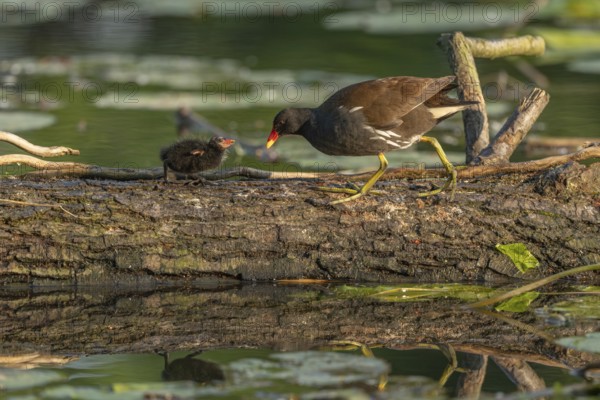 A common moorhen (Gallinula chloropus) provides food for its two-week-old young owl. Bas rhin,