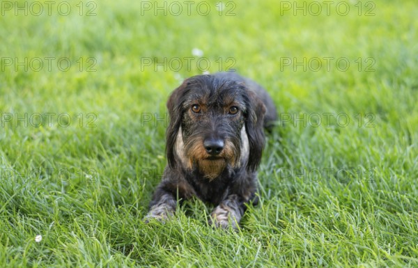 Rough-haired dachshund (Canis lupus familiaris) male, 4 years old, animal portrait, lying on a