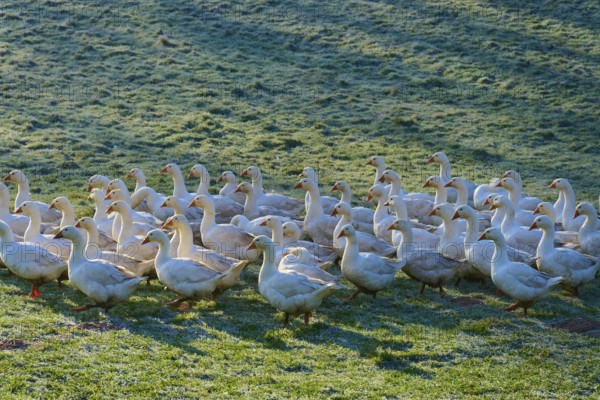 A large community of geese on a meadow covered with morning dew, Kirchzell, Amorbach, Odenwald,