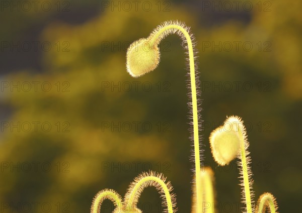 Iceland poppy (Papaver nudicaule), buds, in the evening light, North Rhine-Westphalia, Germany,