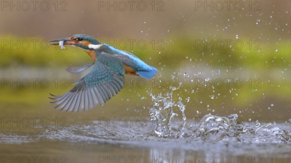 Kingfisher (Alcedo atthis), taking off from the water with a fish in its beak, Lechauen, Bavaria