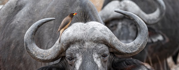 Cape buffalo (Syncerus caffer caffer) with yellowbill oxpecker (Buphagus africanus), Kruger