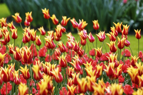 Bicoloured tulips (Tulipa), colourful tulip bed, red and yellow, Keukenhof gardens, Lisse,