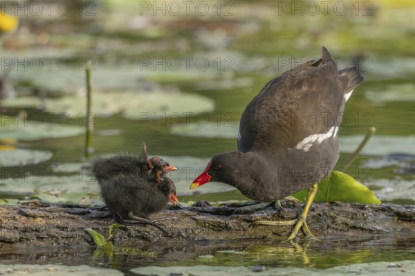 A common moorhen (Gallinula chloropus) provides food for its two-week-old young owl. Bas rhin,