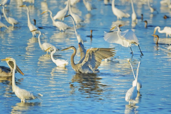 Great egrets (Casmerodius albus) and great blue herons (Ardea herodias) looking for fish in a pond,