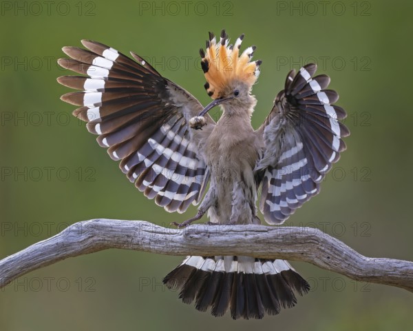 Hoopoe (Upupa epops) Bird of the Year 2022, male with food for his female, bridal gift, mating,