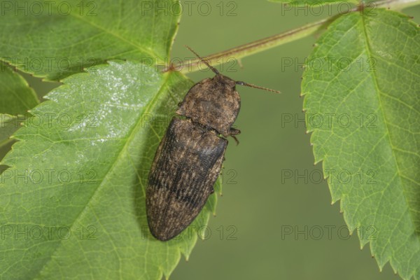 Agrypnus murinus beetle (Adelocera murina) sitting on a green leaf in a natural environment,