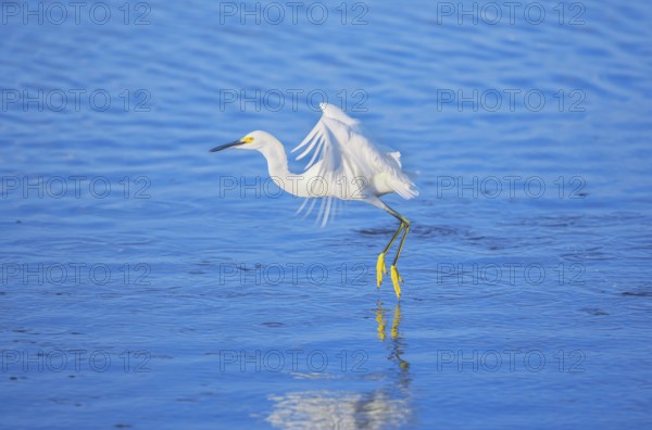 Snowy Egret (Egretta thula) starting flight, Sanibel Island, J.N. Ding Darling National Wildlife