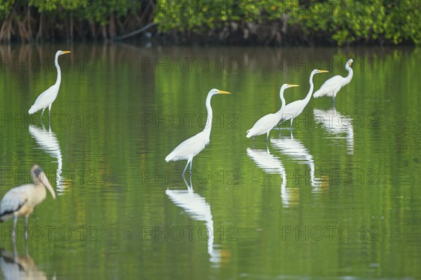 Great white egrets (Ardea alba) looking for food in a pond, Sanibel Island, J.N. Ding Darling