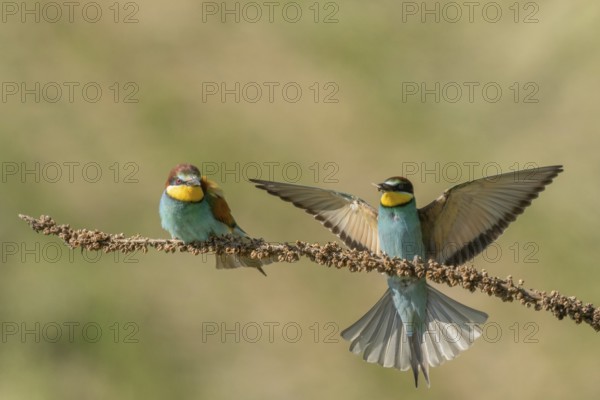 European bee-eater (Merops apiaster) on a branch during the breeding season in spring. Jechtingen,