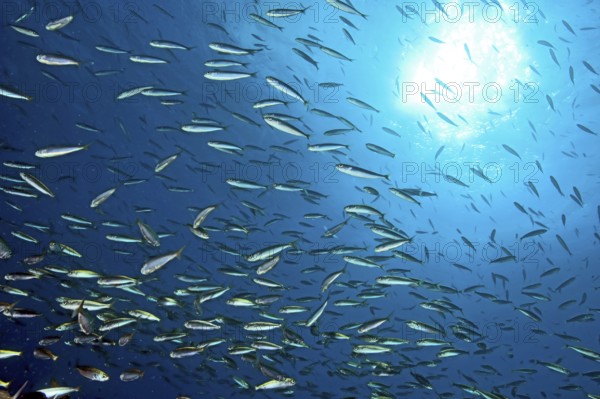 Close-up of school of sardines (Sardinops sagax), East Atlantic, Fuerteventura, Canary Islands,