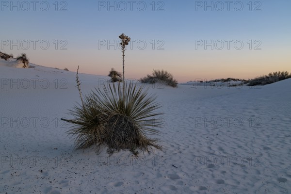 Yucca plant growing in the sand dunes of White Sands National Park in Alamogordo, New Mexico, USA,