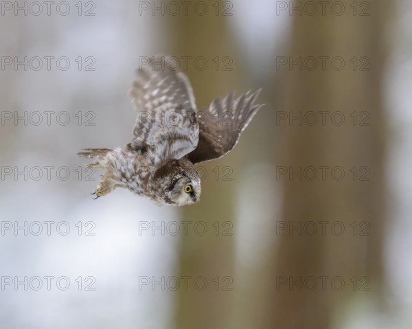 Great horned owl (Aegolius funereus), in flight in a snowy landscape, biosphere reserve, Swabian