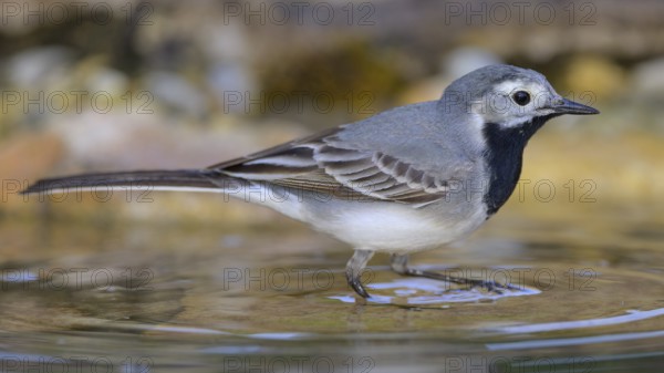 White wagtail (Motacilla alba), male bathing, biosphere reserve, Swabian Alb, Baden-Württemberg,