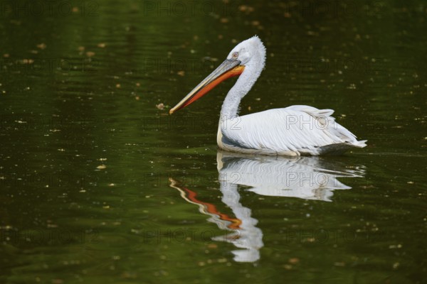 Dalmatian pelican (Pelecanus crispus), gliding over a peaceful pond, reflecting the surroundings in