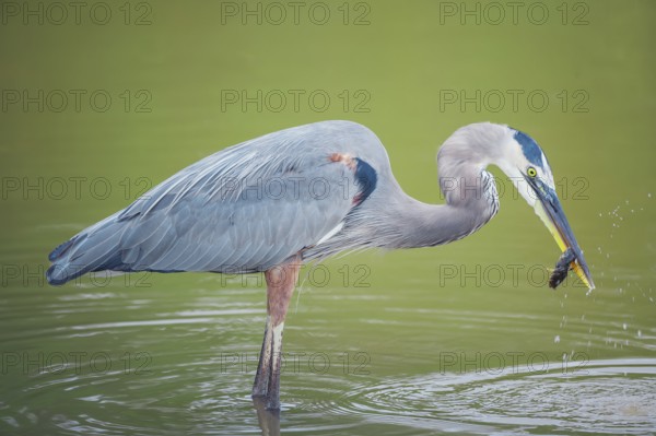 Great blue heron (Ardea herodias) catching fish, Sanibel Island, J.N. Ding Darling National