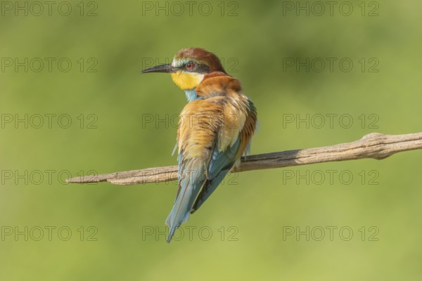 European bee-eater (Merops apiaster) on a branch during the breeding season in spring. Jechtingen,