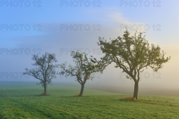 Three fruit trees standing in a row in a misty morning landscape, Mönchberg, Miltenberg, Spessart,