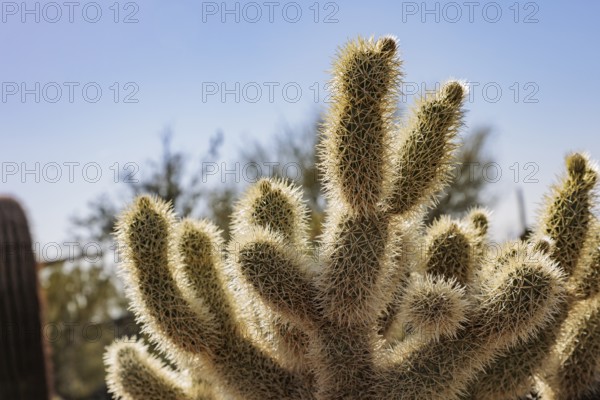 Closeup of a teddy bear cholla (Cylindropuntia bigelovii) cactus at the White Tank Mountain