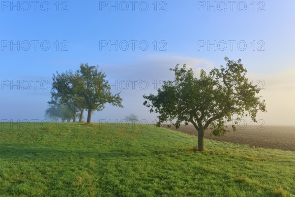 Trees on a slightly misty meadow with a clear morning sky, Mönchberg, Miltenberg, Spessart,