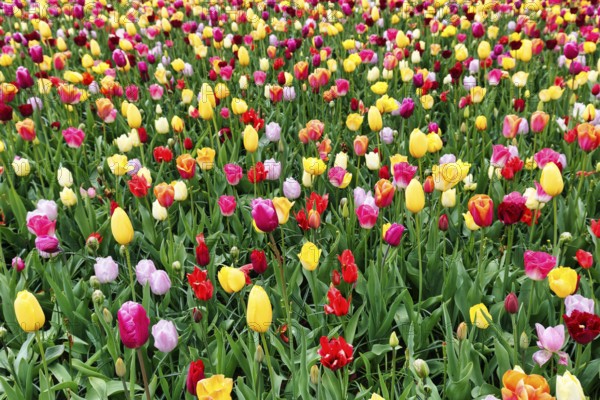 Different coloured tulips (Tulipa), colourful tulip bed, Keukenhof gardens, Lisse, Bollenstreek,