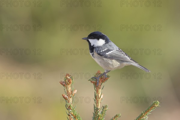 Fir tit (Parus ater), sitting on the top of a young spruce, European spruce (Picea abies),