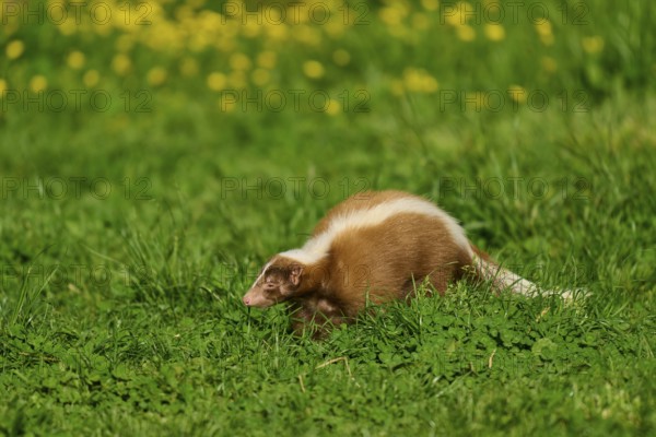 A skunk (Mephitis mephitis), standing on a green meadow, in the background yellow flowers, France,